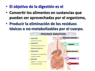 • El objetivo de la digestión es el
• Convertir los alimentos en sustancias que
puedan ser aprovechadas por el organismo,
• Producir la eliminación de los residuos
tóxicos o no-metabolizables por el cuerpo.
 