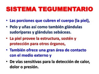 SISTEMA TEGUMENTARIO
• Las porciones que cubren el cuerpo (la piel),
• Pelo y uñas así como también glándulas
sudoríparas y glándulas sebáceas.
• La piel provee la estructura, sostén y
protección para otros órganos,
• También ofrece una gran área de contacto
con el medio externo y
• De vías sensitivas para la detección de calor,
dolor o presión.
 