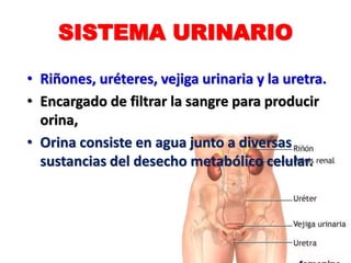 SISTEMA URINARIO
• Riñones, uréteres, vejiga urinaria y la uretra.
• Encargado de filtrar la sangre para producir
orina,
• Orina consiste en agua junto a diversas
sustancias del desecho metabólico celular.
 