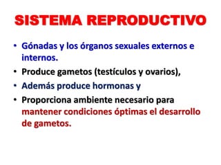 SISTEMA REPRODUCTIVO
• Gónadas y los órganos sexuales externos e
internos.
• Produce gametos (testículos y ovarios),
• Además produce hormonas y
• Proporciona ambiente necesario para
mantener condiciones óptimas el desarrollo
de gametos.
 