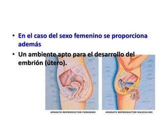 • En el caso del sexo femenino se proporciona
además
• Un ambiente apto para el desarrollo del
embrión (útero).
 
