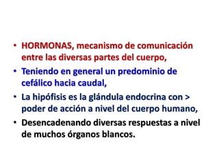 • HORMONAS, mecanismo de comunicación
entre las diversas partes del cuerpo,
• Teniendo en general un predominio de
cefálico hacia caudal,
• La hipófisis es la glándula endocrina con >
poder de acción a nivel del cuerpo humano,
• Desencadenando diversas respuestas a nivel
de muchos órganos blancos.
 