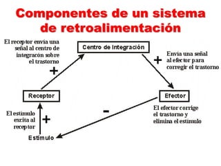 Componentes de un sistema
de retroalimentación
 