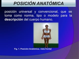 CLASE 1 INTRODUCCIÓN A LA ANATOMIA.pptx