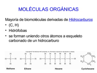 MOLÉCULAS ORGÁNICAS

Mayoría de biomoléculas derivadas de Hidrocarburos
• (C, H)
• Hidrófobas
• se forman uniendo otros átomos a esqueleto
  carbonado de un hidrocarburo
 