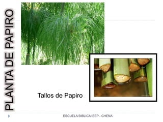 PLANTADEPAPIRO
Tallos de Papiro
ESCUELA BIBLICA IEEP - CHENA
 