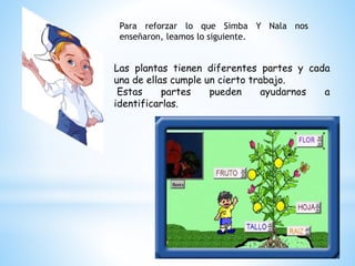Para reforzar lo que Simba Y Nala nos
enseñaron, leamos lo siguiente.
Las plantas tienen diferentes partes y cada
una de ellas cumple un cierto trabajo.
Estas partes pueden ayudarnos a
identificarlas.
 
