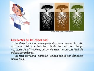 Las partes de las raíces son:
- La Zona terminal, encargada de hacer crecer la raíz.
-La zona del crecimiento, donde la raíz se alarga.
-La zona de afirmación, de donde nacen gran cantidad de
raíces secundarias.
-La zona estrecha , también llamada cuello, por donde se
une al tallo.
 