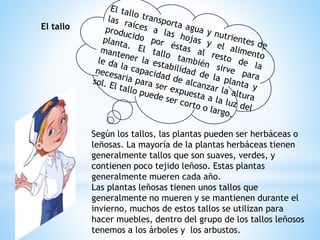 El tallo
Según los tallos, las plantas pueden ser herbáceas o
leñosas. La mayoría de la plantas herbáceas tienen
generalmente tallos que son suaves, verdes, y
contienen poco tejido leñoso. Estas plantas
generalmente mueren cada año.
Las plantas leñosas tienen unos tallos que
generalmente no mueren y se mantienen durante el
invierno, muchos de estos tallos se utilizan para
hacer muebles, dentro del grupo de los tallos leñosos
tenemos a los árboles y los arbustos.
 