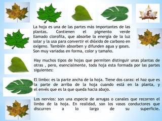 La hoja es una de las partes más importantes de las
plantas. Contienen el pigmento verde
llamado clorofila, que absorbe la energía de la luz
solar y la usa para convertir el dióxido de carbono en
oxígeno. También absorben y difunden agua y gases.
Son muy variadas en forma, color y tamaño.
Hay muchos tipos de hojas que permiten distinguir unas plantas de
otras , pero, esencialmente, toda hoja esta formada por las partes
siguientes:
El limbo: es la parte ancha de la hoja. Tiene dos caras: el haz que es
la parte de arriba de la hoja cuando está en la planta, y
el envés que es la que queda hacia abajo.
Los nervios: son una especie de arrugas o canales que recorren el
limbo de la hoja. En realidad, son los vasos conductores que
discurren a lo largo de su superficie.
 