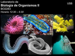 Laboratorio de
Biología de Organismos II
BO2283
Horario 12:30 – 5:30
USB
 