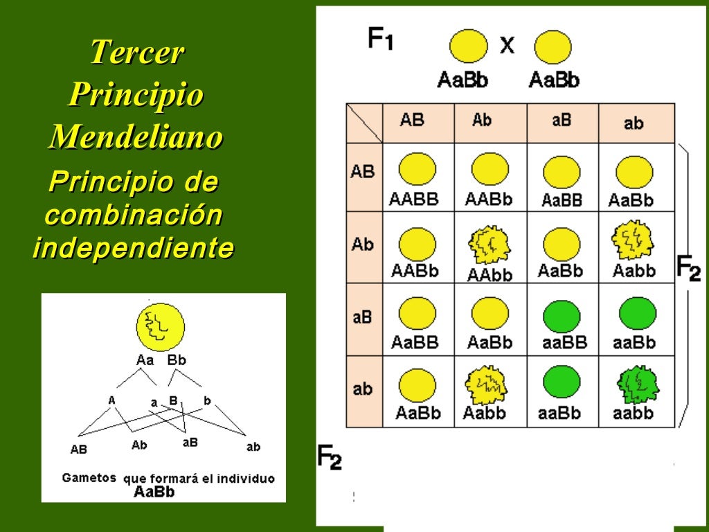 Clase1 mendeliana unidad2 (1)
