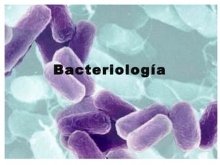 Bacteriología
 