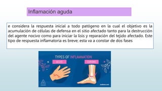 Inflamación aguda
e considera la respuesta inicial a todo patógeno en la cual el objetivo es la
acumulación de células de defensa en el sitio afectado tanto para la destrucción
del agente nocivo como para iniciar la lisis y reparación del tejido afectado. Este
tipo de respuesta inflamatoria es breve; esta va a constar de dos fases
 