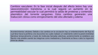 Cambios vasculares: En la fase inicial después del efecto lesivo hay una
vasoconstricción transitoria, a la cual seguirá un aumento en la
permeabilidad vascular lo cual permitirá la salida de proteínas y contenido
plasmático del torrente sanguíneo. Estos cambios generarán una
traducción clínica como enrojecimiento del sitio afectado y edema
Acontecimientos celulares: Debido a los cambios en la circulación hay un enlentecimiento del flujo lo
cual lleva hacia la periferia a los leucocitos los cuales realizan un rodamiento sobre la pared endotelial
fijándose temporalmente a través de moléculas llamadas selectivas, posteriormente se establece una
fijación más estable usando las integrinas como mediadores y finalmente se lleva a cabo la migración
entre las células
 