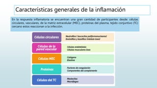 Características generales de la inflamación
En la respuesta inflamatoria se encuentran una gran cantidad de participantes desde: células
circulares, vasculares, de la matriz extracelular (MEC), proteínas del plasma, tejido conjuntivo (TC)
cercano estos reaccionan a la infección.
 