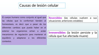 Causas de lesión celular
El cuerpo humano como conjunto al igual que
las células que lo conforman tienden al
homeostasis, es decir que a pesar de los
diferentes cambios que pueda haber en el
exterior los organismos echan a andar
mecanismos de regulación para mantener el
equilibrio y adaptarse a los diferentes
contextos.
Reversibles (las células vuelven a sus
situaciones anteriores estables)
Irreversibles (la lesión persiste y la
célula que fue afectada muere)
 