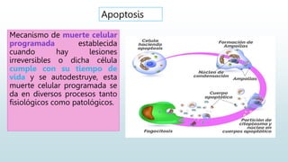 Apoptosis
Mecanismo de muerte celular
programada establecida
cuando hay lesiones
irreversibles o dicha célula
cumple con su tiempo de
vida y se autodestruye, esta
muerte celular programada se
da en diversos procesos tanto
fisiológicos como patológicos.
 