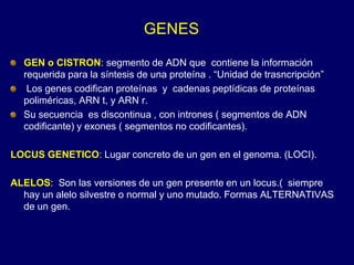 GENES
GEN o CISTRON: segmento de ADN que contiene la información
requerida para la síntesis de una proteína . “Unidad de trasncripción”
Los genes codifican proteínas y cadenas peptídicas de proteínas
poliméricas, ARN t, y ARN r.
Su secuencia es discontinua , con intrones ( segmentos de ADN
codificante) y exones ( segmentos no codificantes).
LOCUS GENETICO: Lugar concreto de un gen en el genoma. (LOCI).
ALELOS: Son las versiones de un gen presente en un locus.( siempre
hay un alelo silvestre o normal y uno mutado. Formas ALTERNATIVAS
de un gen.
 