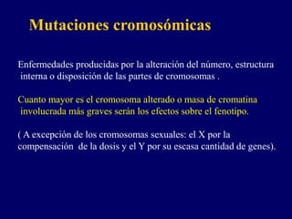 Mutaciones cromosómicas
Enfermedades producidas por la alteración del número, estructura
interna o disposición de las partes de cromosomas .
Cuanto mayor es el cromosoma alterado o masa de cromatina
involucrada más graves serán los efectos sobre el fenotipo.
( A excepción de los cromosomas sexuales: el X por la
compensación de la dosis y el Y por su escasa cantidad de genes).
 