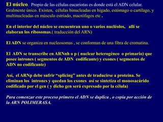 El núcleo. Propio de las células eucariotas es donde está el ADN celular.
Gralmente único. Existen, células binucleadas en hígado, estómago o cartílago, y
multinucleadas en músculo estriado, macrófagos etc .
En el interior del núcleo se encuentran uno o varios nucléolos, allí se
elaboran los ribosomas.( traducción del ARN)
El ADN se organiza en nucleosomas , se conforman de una fibra de cromatina.
El ADN se transcribe en ARNnh o p ( nuclear heterogéneo o primario) que
posee intrones ( segmentos de ADN codificante) y exones ( segmentos de
ADN no codificante)
Así, el ARNp debe sufrir “splicing” antes de traducirse a proteína. Se
eliminan los intrones y quedan los exones así se sintetiza el monosacárido
codificado por el gen ( y dicho gen será expresado por la célula)
Para comenzar este proceso primero el ADN se duplica , o copia por acción de
la ARN POLIMERASA.
 