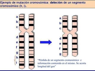 “Pérdida de un segmento cromosómico e
información contenida en el mismo. Se acorta
longitud del gen”
 