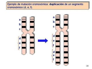 “Un segmento del cromosoma está representado
dos o mas veces”
 