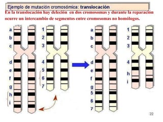 En la translocación hay deleción en dos cromosomas y durante la reparación
ocurre un intercambio de segmentos entre cromosomas no homólogos. o
balanceada
 