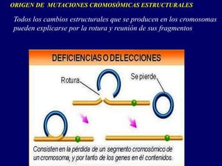 ORIGEN DE MUTACIONES CROMOSÓMICAS ESTRUCTURALES
Todos los cambios estructurales que se producen en los cromosomas
pueden explicarse por la rotura y reunión de sus fragmentos
 