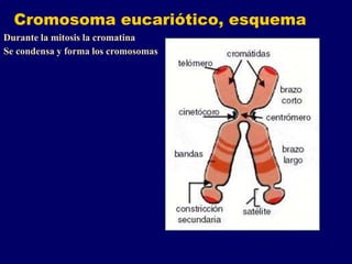Cromosoma eucariótico, esquema
Durante la mitosis la cromatina
Se condensa y forma los cromosomas
 