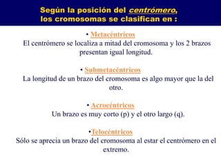 Según la posición del centrómero,
los cromosomas se clasifican en :
• Metacéntricos
El centrómero se localiza a mitad del cromosoma y los 2 brazos
presentan igual longitud.
• Submetacéntricos
• La longitud de un brazo del cromosoma es algo mayor que la del
otro.
• Acrocéntricos
• Un brazo es muy corto (p) y el otro largo (q).
•Telocéntricos
Sólo se aprecia un brazo del cromosoma al estar el centrómero en el
extremo.
 