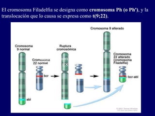 translocación cromosomica
específica t(8;14)
El cromosoma Filadelfia se designa como cromosoma Ph (o Ph'), y la
translocación que lo causa se expresa como t(9;22).
 