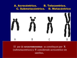 A. Acrocéntrico. B. Telocentrico.
C. Submetacéntrico. D. Metacéntrico
El par de sexocromosomas se constituyen por X
(submetacentricos) e Y considerado acrocentrico sin
satelites,
 