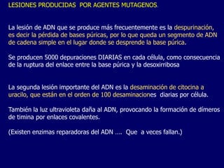 LESIONES PRODUCIDAS POR AGENTES MUTAGENOS.
La lesión de ADN que se produce más frecuentemente es la despurinación,
es decir la pérdida de bases púricas, por lo que queda un segmento de ADN
de cadena simple en el lugar donde se desprende la base púrica.
Se producen 5000 depuraciones DIARIAS en cada célula, como consecuencia
de la ruptura del enlace entre la base púrica y la desoxirribosa
La segunda lesión importante del ADN es la desaminación de citocina a
uracilo, que están en el orden de 100 desaminaciones diarias por célula.
También la luz ultravioleta daña al ADN, provocando la formación de dímeros
de timina por enlaces covalentes.
(Existen enzimas reparadoras del ADN …. Que a veces fallan.)
 
