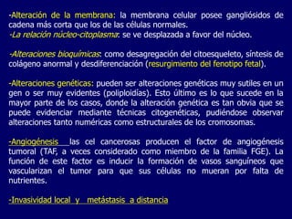 -Alteración de la membrana: la membrana celular posee gangliósidos de
cadena más corta que los de las células normales.
-La relación núcleo-citoplasma: se ve desplazada a favor del núcleo.
-Alteraciones bioquímicas: como desagregación del citoesqueleto, síntesis de
colágeno anormal y desdiferenciación (resurgimiento del fenotipo fetal).
-Alteraciones genéticas: pueden ser alteraciones genéticas muy sutiles en un
gen o ser muy evidentes (poliploidías). Esto último es lo que sucede en la
mayor parte de los casos, donde la alteración genética es tan obvia que se
puede evidenciar mediante técnicas citogenéticas, pudiéndose observar
alteraciones tanto numéricas como estructurales de los cromosomas.
-Angiogénesis las cel cancerosas producen el factor de angiogénesis
tumoral (TAF, a veces considerado como miembro de la familia FGE). La
función de este factor es inducir la formación de vasos sanguíneos que
vascularizan el tumor para que sus células no mueran por falta de
nutrientes.
-Invasividad local y metástasis a distancia
 