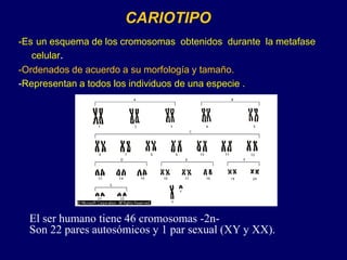 CARIOTIPO
-Es un esquema de los cromosomas obtenidos durante la metafase
celular.
-Ordenados de acuerdo a su morfología y tamaño.
-Representan a todos los individuos de una especie .
El ser humano tiene 46 cromosomas -2n-
Son 22 pares autosómicos y 1 par sexual (XY y XX).
 