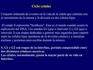 Ciclo celular
Conjunto ordenado de eventos en la vida de la célula que culmina con
el crecimiento de la misma y la división en dos células hijas.
El estado S representa "Synthesis". Este es el estado cuando ocurre la
replicación del DNA. Los estados G1 (gap o intervalo 1) y G2 (gap o
intervalo 2) son etapas dedicadas a generar más organelas para repartir
entre las células hijas (producto de la división celular) y a sintetizar
enzimas y proteínas para auxiliar durante la mitosis.
S, G1 y G2 son etapas de la Interfase, período comprendido entre
dos divisiones celulares sucesivas.
Las células, normalmente, pasan la mayor parte de su vida en
Interfase.
 