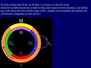 El ciclo celular dura 24 hs. La M dura 1 a 2 horas. La fase G1 es de
duración variable de minutos a toda la vida como ocurre con las neuronas. Las células
que están fuera del ciclo celular están en G0. cuando son estimuladas por factores de
crecimiento reingresan al ciclo, en G1.-
 