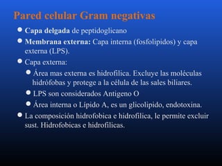 Pared celular Gram negativas 
Capa delgada de peptidoglicano 
Membrana externa: Capa interna (fosfolipidos) y capa 
externa (LPS). 
Capa externa: 
Área mas externa es hidrofilica. Excluye las moléculas 
hidrófobas y protege a la célula de las sales biliares. 
LPS son considerados Antigeno O 
Área interna o Lípido A, es un glicolipido, endotoxina. 
La composición hidrofobica e hidrofilica, le permite excluir 
sust. Hidrofobicas e hidrofilicas. 
 