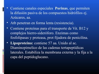  Contiene canales especiales Porinas, que permiten 
la difusión pasiva de los compuestos hidrófilos ej. 
Azúcares, aa. 
 Atb penetran en forma lenta (resistencia). 
 Contiene proteínas para el transporte de Vit. B12 y 
complejos hierro-sideróforo. Enzimas como 
fosfolipasas y proteasa, prot fijadora de penicilina. 
 Lipoproteina: contiene 57 aa. Unido al ac. 
Diaminopimelico de las cadenas tertapeptídicas 
laterales. Estabiliza la membrana externa y la fija a la 
capa del peptidoglucano. 
 