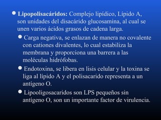 Lipopolisacáridos: Complejo lipídico, Lípido A, 
son unidades del disacárido glucosamina, al cual se 
unen varios ácidos grasos de cadena larga. 
Carga negativa, se enlazan de manera no covalente 
con cationes divalentes, lo cual estabiliza la 
membrana y proporciona una barrera a las 
moléculas hidrófobas. 
Endotoxina, se libera en lisis celular y la toxina se 
liga al lípido A y el polisacarido representa a un 
antígeno O. 
Lipooligosacaridos son LPS pequeños sin 
antígeno O, son un importante factor de virulencia. 
 