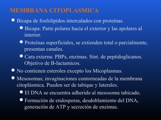 MEMBRANA CITOPLASMICA 
Bicapa de fosfolípidos intercalados con proteínas. 
Bicapa: Parte polares hacia el exterior y las apolares al 
interior. 
Proteínas superficiales, se extienden total o parcialmente, 
presentan canales. 
Cara externa: PBPs, enzimas. Sint. de peptidoglicanos. 
Objetivo de B-lactamicos. 
No contienen esteroles excepto los Micoplasmas. 
Mesosomas; invaginaciones contorneadas de la membrana 
citoplásmica. Pueden ser de tabique y laterales. 
El DNA se encuentra adherido al mesosoma tabicado. 
Formación de endosporas, desdoblamiento del DNA, 
generación de ATP y secreción de enzimas. 
 