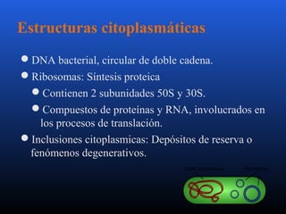 Estructuras citoplasmáticas 
DNA bacterial, circular de doble cadena. 
Ribosomas: Síntesis proteica 
Contienen 2 subunidades 50S y 30S. 
Compuestos de proteínas y RNA, involucrados en 
los procesos de translación. 
Inclusiones citoplasmicas: Depósitos de reserva o 
fenómenos degenerativos. 
 
