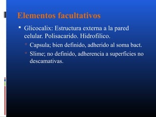 Elementos facultativos 
 Glicocalix: Estructura externa a la pared 
celular. Polisacarido. Hidrofilico. 
 Capsula; bien definido, adherido al soma bact. 
 Slime; no definido, adherencia a superficies no 
descamativas. 
 
