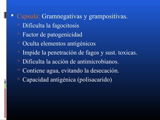 Capsula: Gramnegativas y grampositivas. 
 Dificulta la fagocitosis 
 Factor de patogenicidad 
 Oculta elementos antigénicos 
 Impide la penetración de fagos y sust. toxicas. 
 Dificulta la acción de antimicrobianos. 
 Contiene agua, evitando la desecación. 
 Capacidad antigénica (polisacarido) 
 