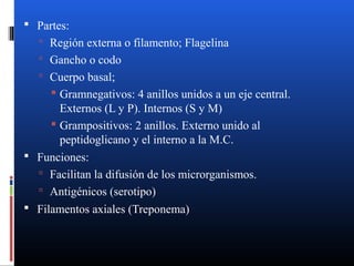  Partes: 
 Región externa o filamento; Flagelina 
 Gancho o codo 
 Cuerpo basal; 
 Gramnegativos: 4 anillos unidos a un eje central. 
Externos (L y P). Internos (S y M) 
 Grampositivos: 2 anillos. Externo unido al 
peptidoglicano y el interno a la M.C. 
 Funciones: 
 Facilitan la difusión de los microrganismos. 
 Antigénicos (serotipo) 
 Filamentos axiales (Treponema) 
 