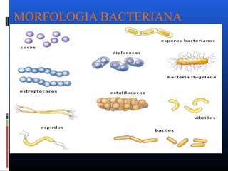 MORFOLOGIA BACTERIANA 
 