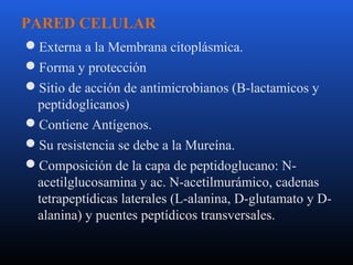PARED CELULAR 
Externa a la Membrana citoplásmica. 
Forma y protección 
Sitio de acción de antimicrobianos (B-lactamicos y 
peptidoglicanos) 
Contiene Antígenos. 
Su resistencia se debe a la Mureína. 
Composición de la capa de peptidoglucano: N-acetilglucosamina 
y ac. N-acetilmurámico, cadenas 
tetrapeptídicas laterales (L-alanina, D-glutamato y D-alanina) 
y puentes peptídicos transversales. 
 