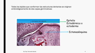 Dat Ectodermo Comprehensive Overview of Odontogenesis and Dental Histology | PPTX