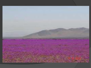 POR SU CUENTA ES LA PROPIA NATURALEZA LA QUE NOS ASOMBRA CUANDO  EL DESIERTO FLORECE MAGICAMENTE 